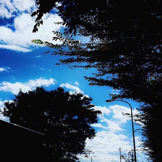 tree, low angle view, sky, silhouette, branch, cloud - sky, nature, growth, tranquility, cloud, beauty in nature, high section, cloudy, blue, no people, outdoors, day, street light, scenics, treetop