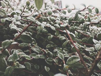 Close-up of snow on plant