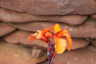 Close-up of orange rose on leaves