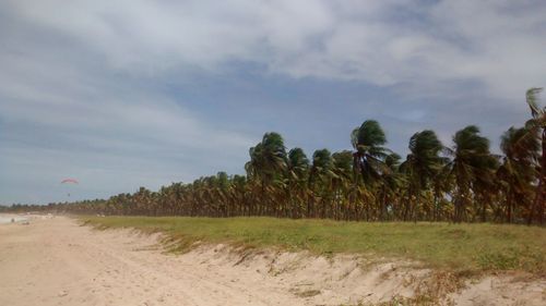 Palm trees on beach