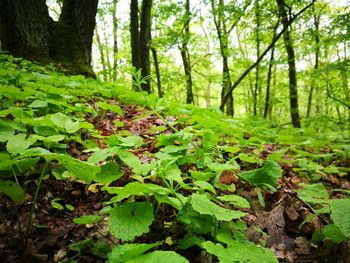 Plants and trees in forest