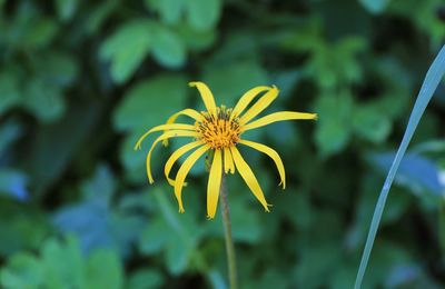 Close-up of yellow flower blooming outdoors