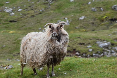 Portrait of an animal on field