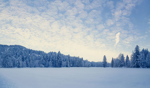 Trees on snow covered landscape against sky