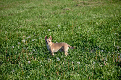 Dog running on grassy field