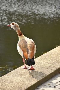 Bird perching on a lake