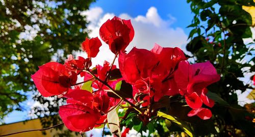 Low angle view of red flowering plant against sky