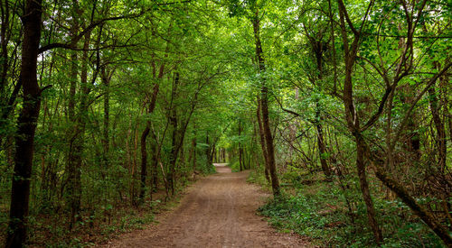 Dirt road amidst trees in forest
