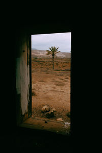 Plants growing on field seen through window of house