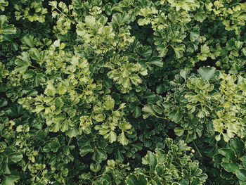 High angle view of leaves on plant