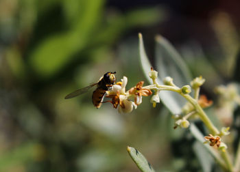 Close-up of insect on flower