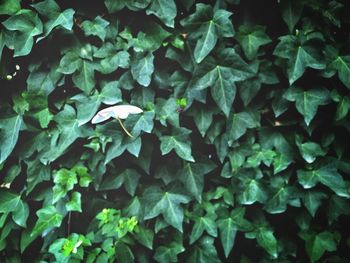 Close-up of green leaves