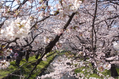 Cherry blossoms in spring