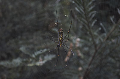 Close-up of spider on web