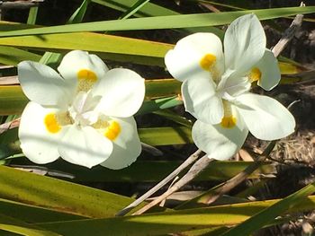 Close-up of white crocus blooming outdoors