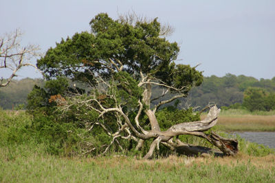 Tree on field against sky