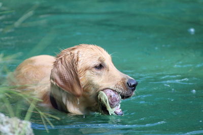 Golden retriever carrying ball in mouth on lake