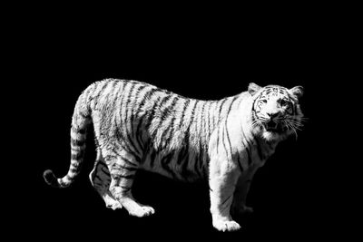 Side view of a cat looking away against black background