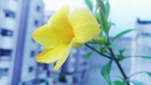 Close-up of yellow flowering plant