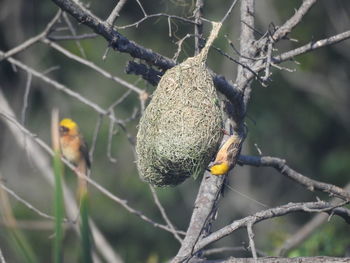Close-up of bird perching on tree