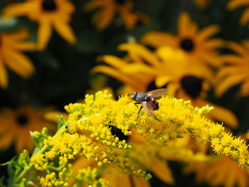 Close-up of insect on yellow flower