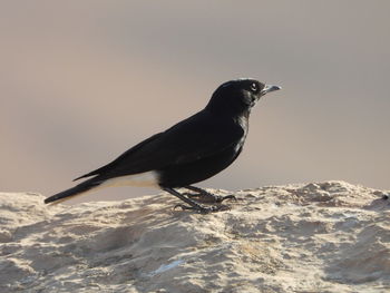 Birds in mitzpe ramon israel