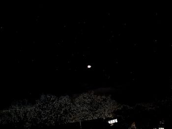 Low angle view of trees against sky at night