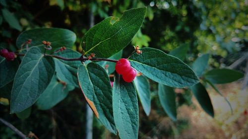 Close-up of red berries on plant