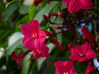 Close-up of red flowers blooming outdoors