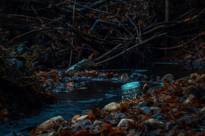 View of mushrooms in forest