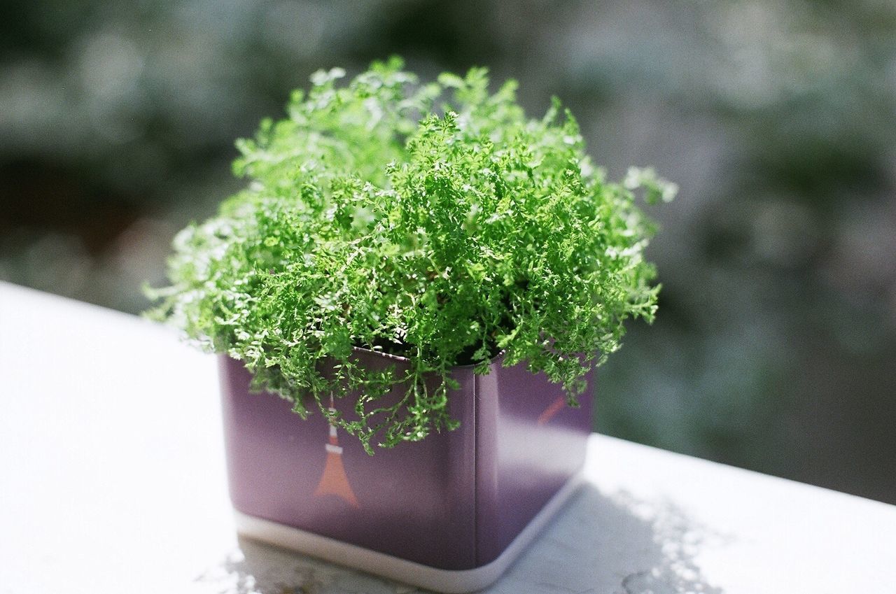 CLOSE-UP OF PLANT AGAINST WALL