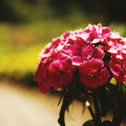 Close-up of red flowers