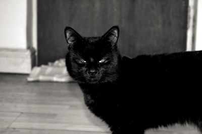 Close-up portrait of cat at home