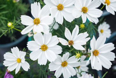 Close-up of white daisy flowers