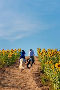 Rear view of man riding horse on field against sky