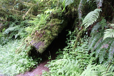 Trees growing in forest