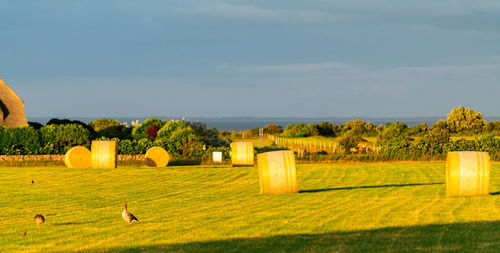 Hay bales on field against sky