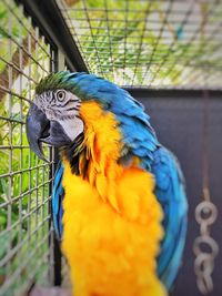 Close-up of blue macaw perching on wood