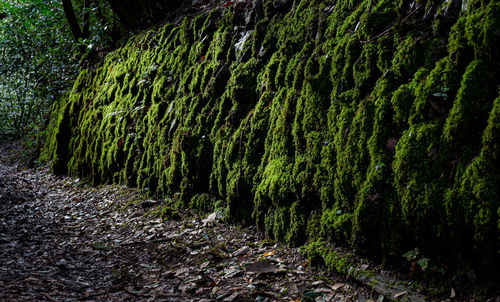 View of trees growing in forest