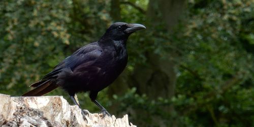 Close-up of bird perching on rock against trees