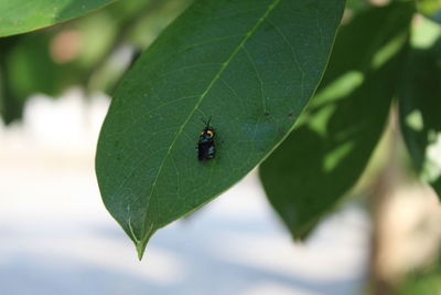 Close-up of insect on leaf