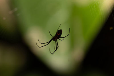 Close-up of insect