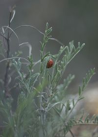 Close-up of plant