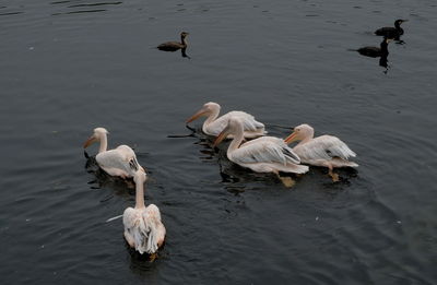 High angle view of swans swimming in lake