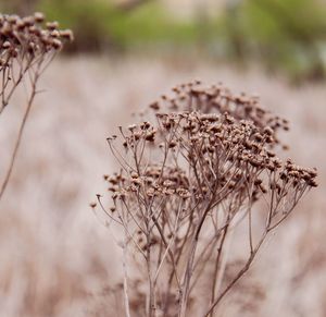 Close-up of dry plant on field