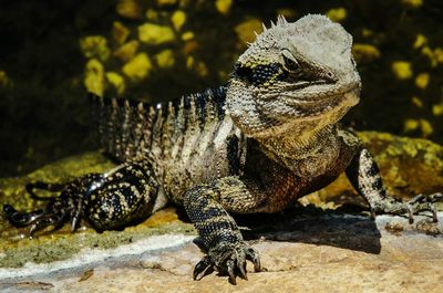 Close-up of iguana looking away