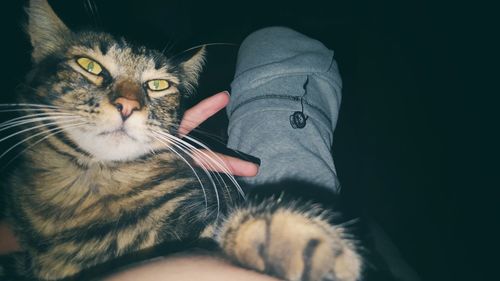 Close-up portrait of cat