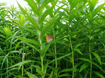 Close-up of ladybug on plant in field