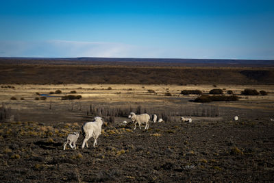View of sheep on landscape in patagonia 