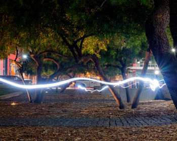 Illuminated trees at night
